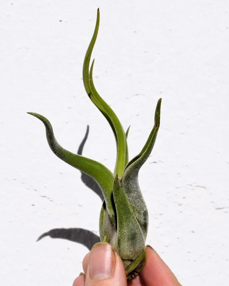 Tillandsia caput-medusae [S], planta pulpo, cabeza de Medusa; Curiosarium; altura 10-13 cm, diámetro 5-10 cm