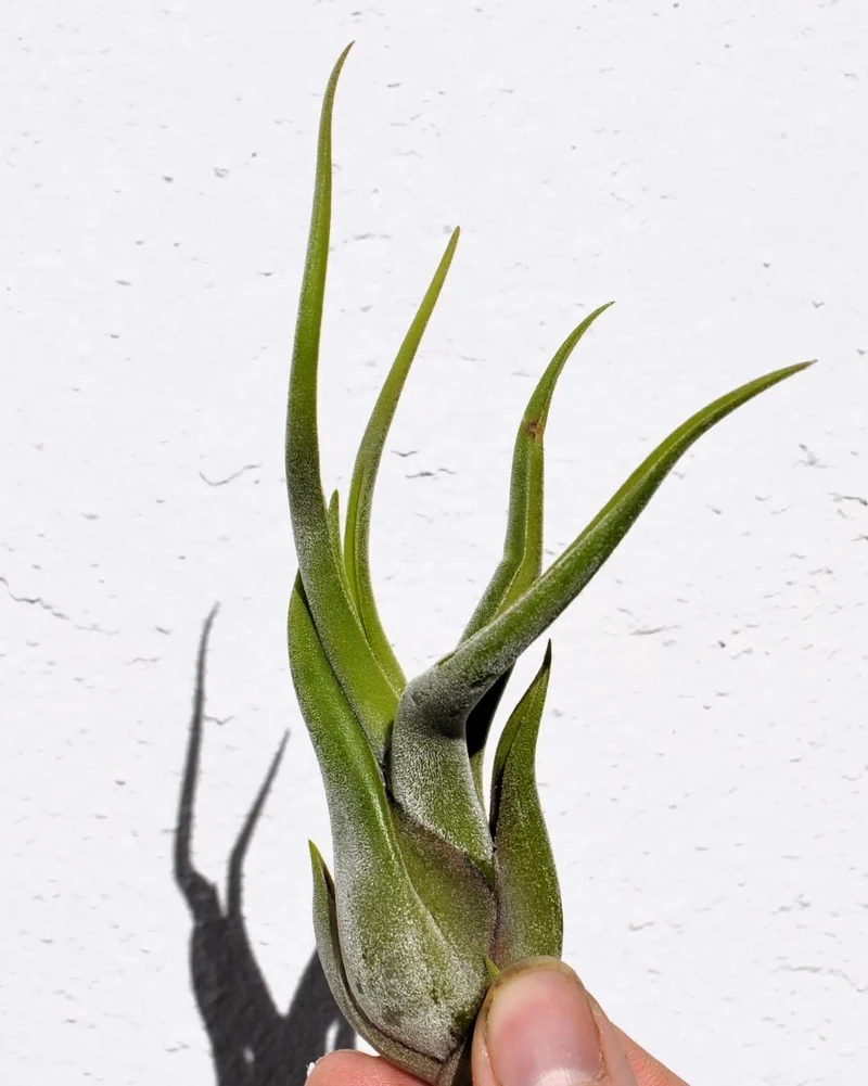 Tillandsia caput-medusae [S], planta pulpo, cabeza de Medusa; Curiosarium; altura 10-13 cm, diámetro 5-10 cm