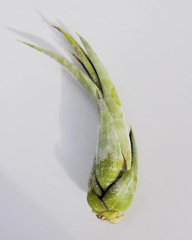 Tillandsia paucifolia; planta del aire, fácil cultivo; Curiosarium; altura 12 cm, diámetro 8 cm