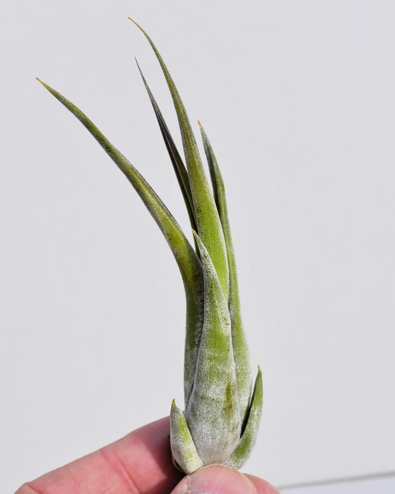 Tillandsia paucifolia; planta del aire, fácil cultivo; Curiosarium; altura 12 cm, diámetro 8 cm