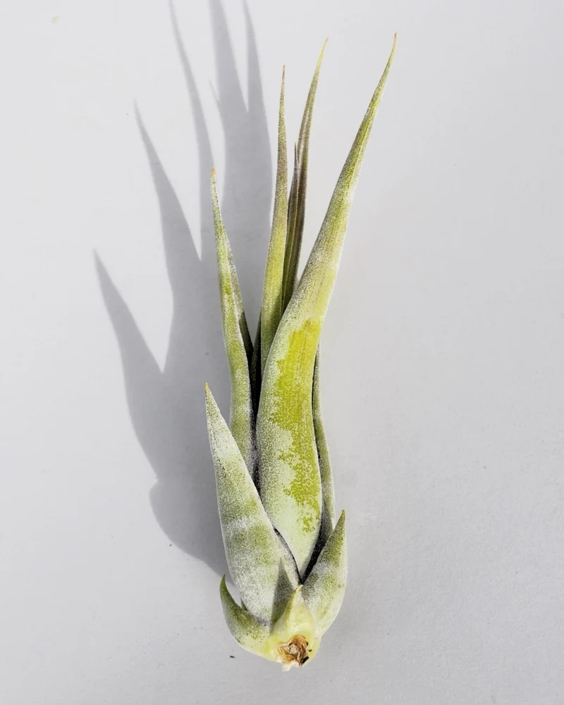 Tillandsia paucifolia; planta del aire, fácil cultivo; Curiosarium; altura 12 cm, diámetro 8 cm