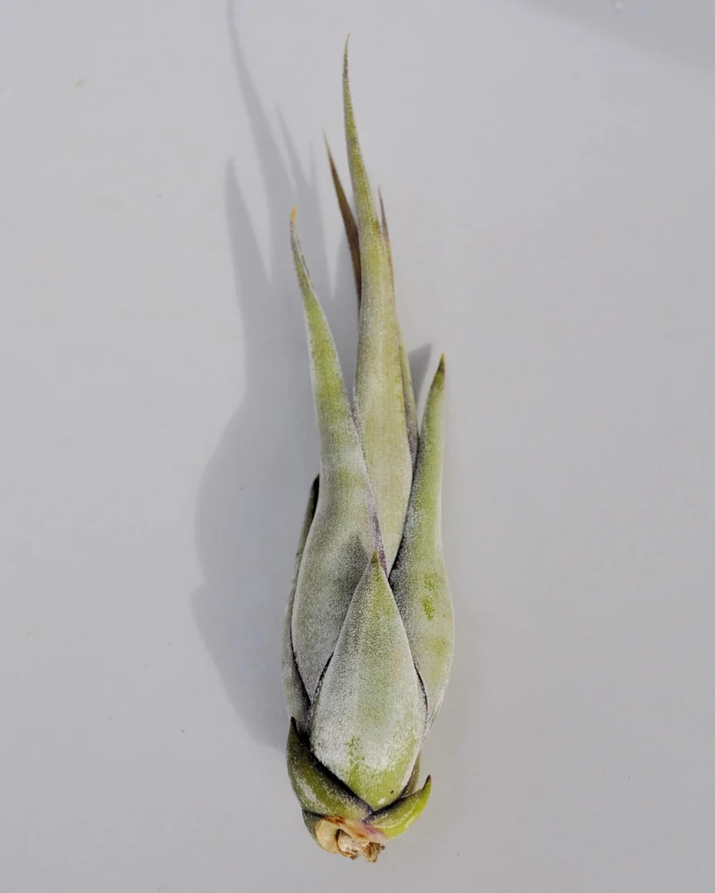 Tillandsia paucifolia; planta del aire, fácil cultivo; Curiosarium; altura 12 cm, diámetro 8 cm