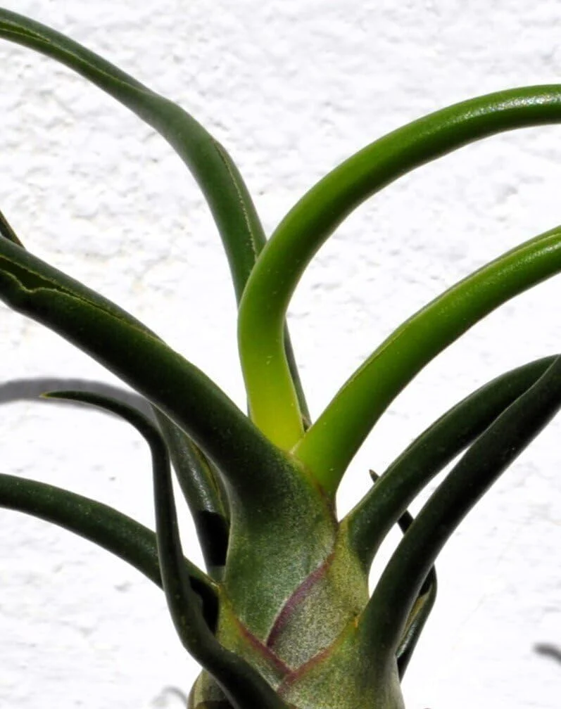Tillandsia bulbosa; planta del aire verde; Curiosarium; altura 8-12 cm, diámetro 10-15 cm