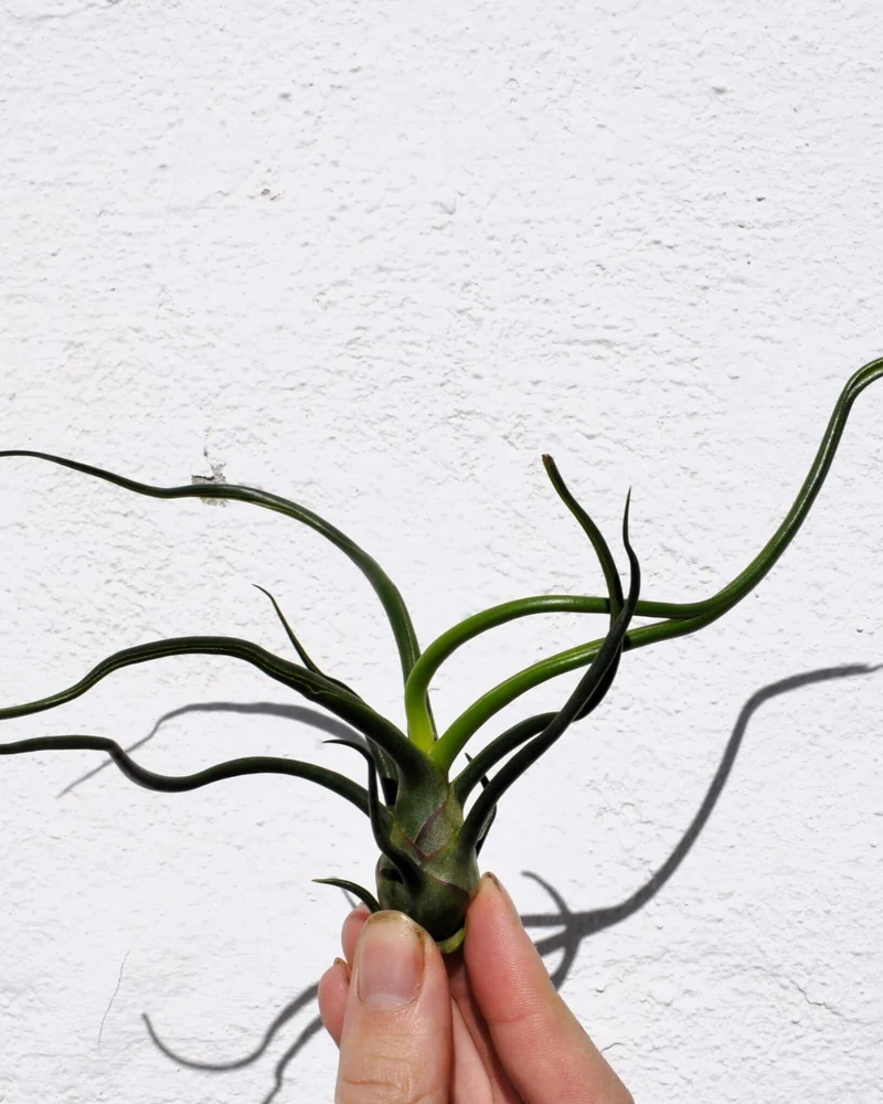 Tillandsia bulbosa; planta del aire verde; Curiosarium; altura 8-12 cm, diámetro 10-15 cm