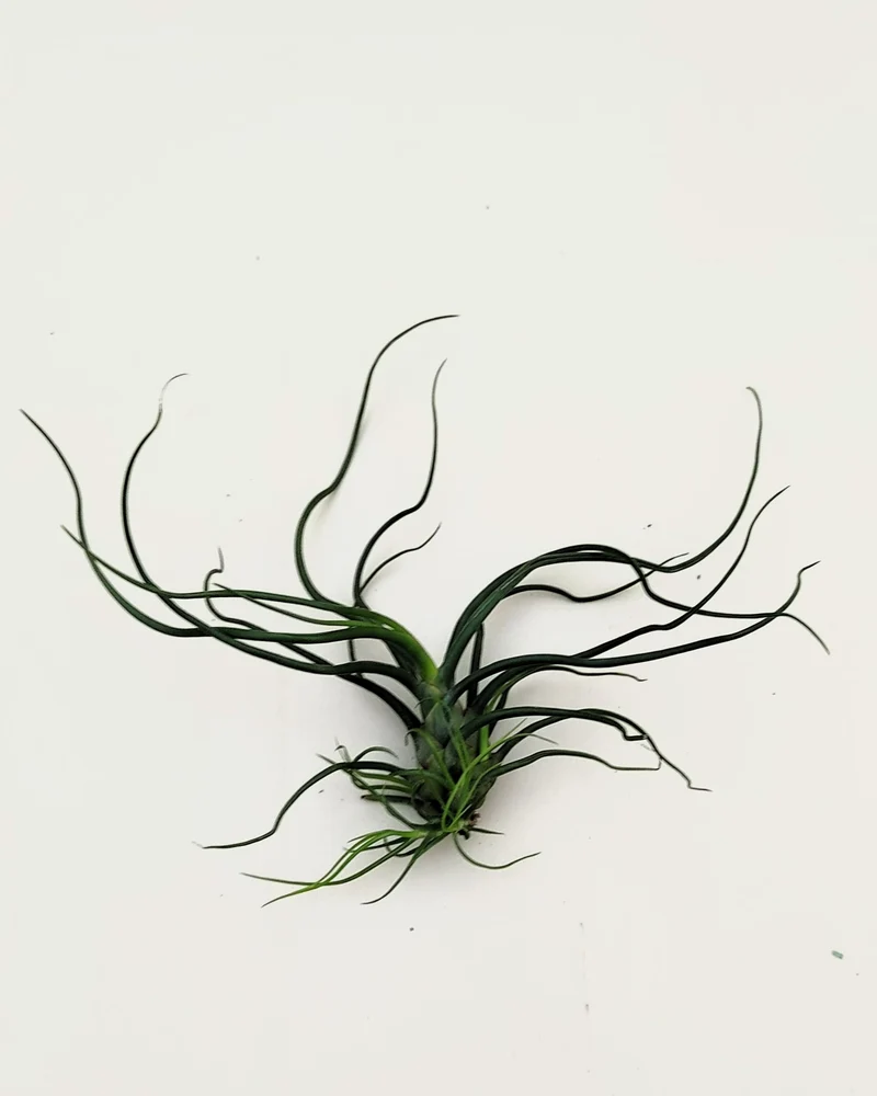 Tillandsia bulbosa; planta del aire verde; Curiosarium; altura 8-12 cm, diámetro 10-15 cm