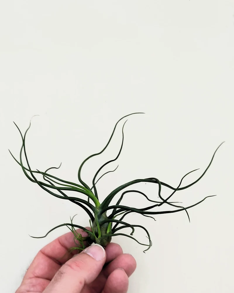 Tillandsia bulbosa; planta del aire verde; Curiosarium; altura 8-12 cm, diámetro 10-15 cm