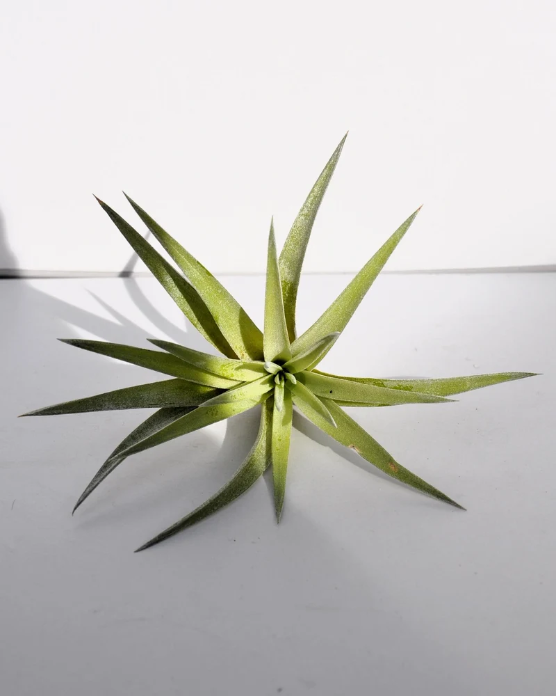 Tillandsia plagiotropica; planta del aire verde plateada; Curiosarium; altura 10-12 cm, diámetro 12-15 cm