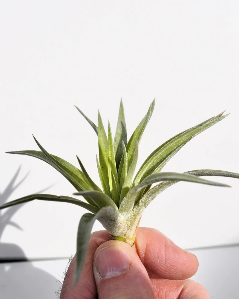 Tillandsia plagiotropica; planta del aire verde plateada; Curiosarium; altura 10-12 cm, diámetro 12-15 cm