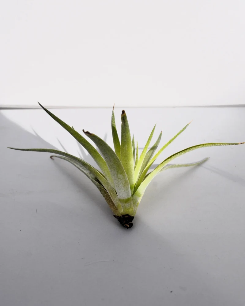 Tillandsia plagiotropica; planta del aire verde plateada; Curiosarium; altura 10-12 cm, diámetro 12-15 cm