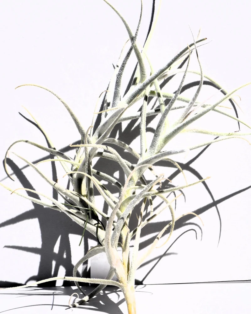 Tillandsia paleacea; planta del aire plateada; Curiosarium; altura 25 cm, diámetro 15-20 cm