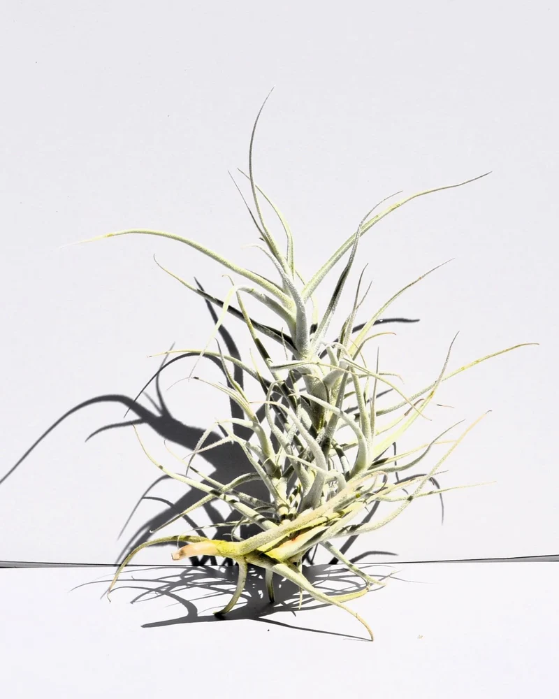 Tillandsia paleacea; planta del aire plateada; Curiosarium; altura 25 cm, diámetro 15-20 cm