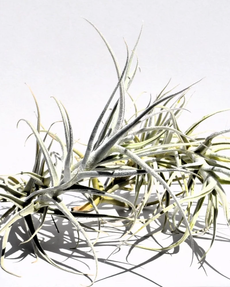 Tillandsia paleacea; planta del aire plateada; Curiosarium; altura 25 cm, diámetro 15-20 cm