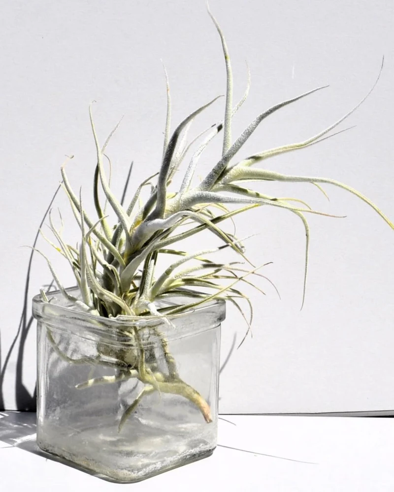 Tillandsia paleacea; planta del aire plateada; Curiosarium; altura 25 cm, diámetro 15-20 cm