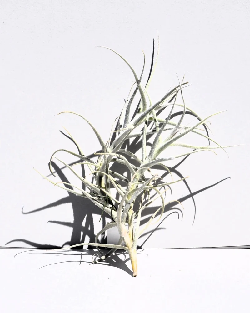 Tillandsia paleacea; planta del aire plateada; Curiosarium; altura 25 cm, diámetro 15-20 cm