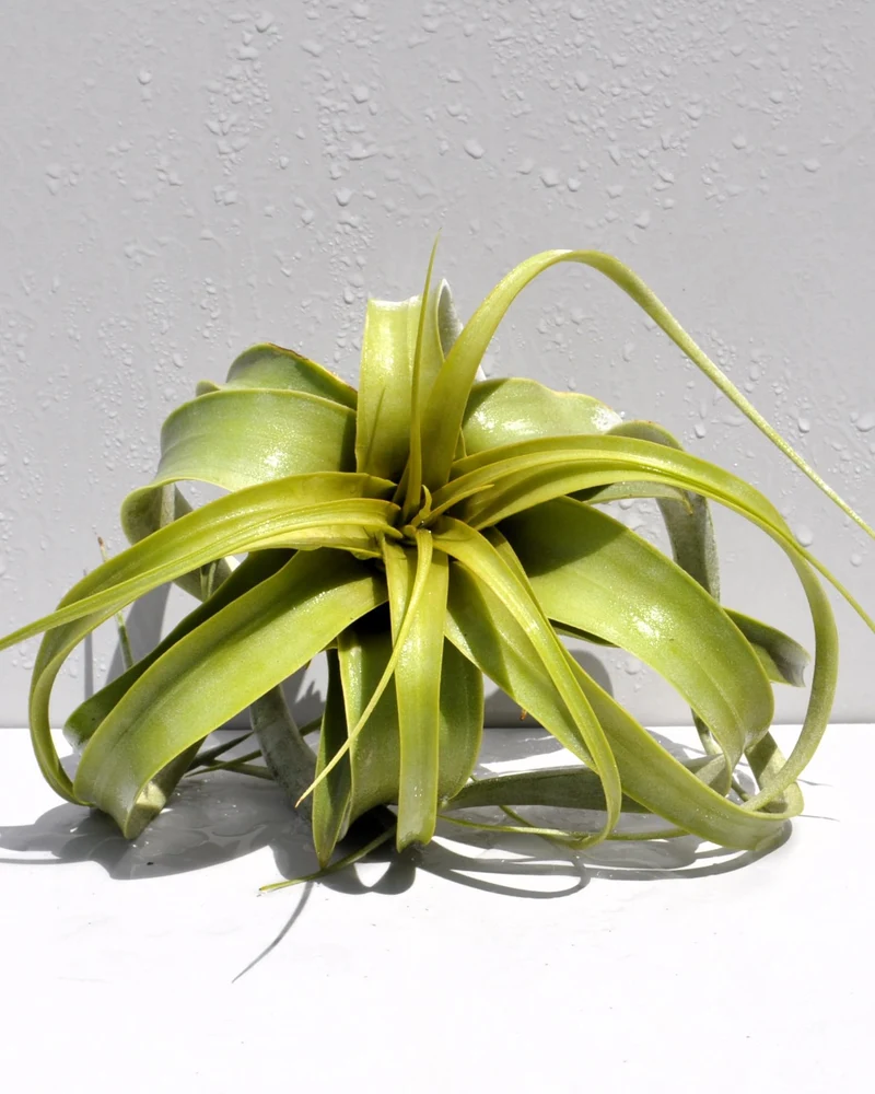Tillandsia xerographica [S]; pie de gallo, planta del aire; Curiosarium; altura 15 cm, diámetro 20 cm