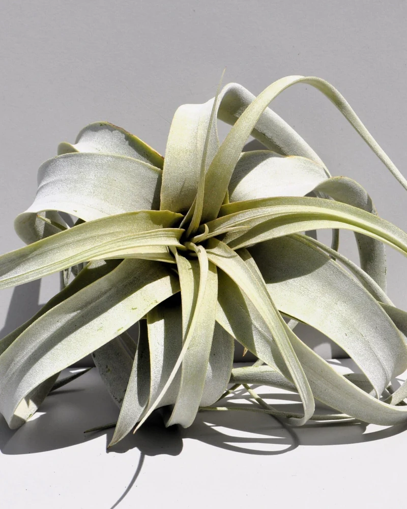 Tillandsia xerographica [S]; pie de gallo, planta del aire; Curiosarium; altura 15 cm, diámetro 20 cm