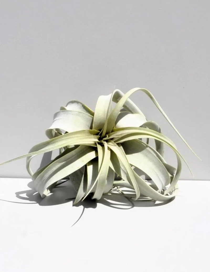 Tillandsia xerographica [S]; pie de gallo, planta del aire; Curiosarium; altura 15 cm, diámetro 20 cm
