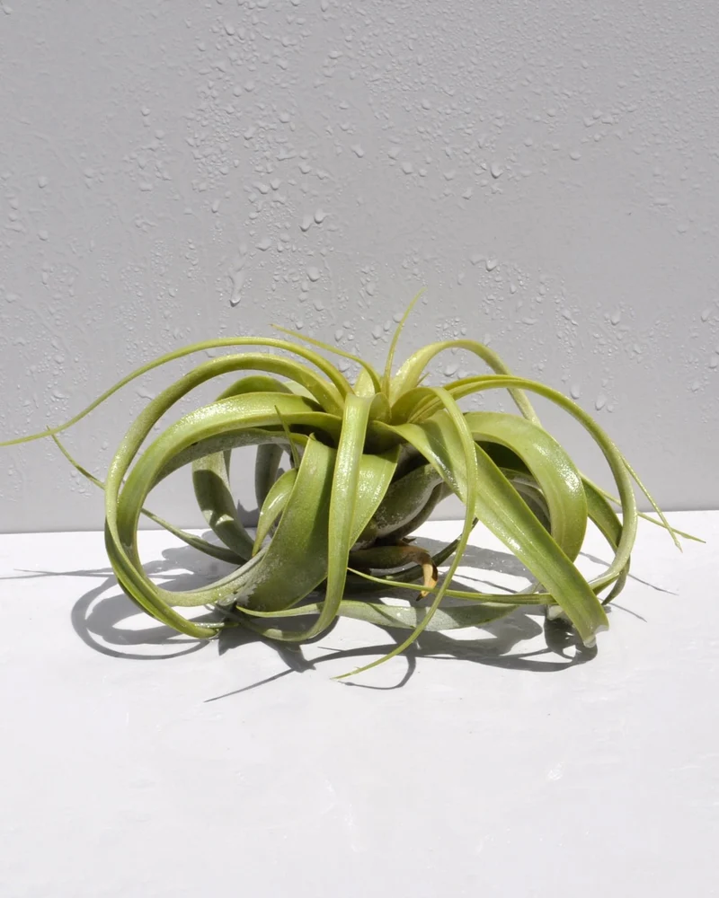 Tillandsia xerographica [S]; pie de gallo, planta del aire; Curiosarium; altura 15 cm, diámetro 20 cm