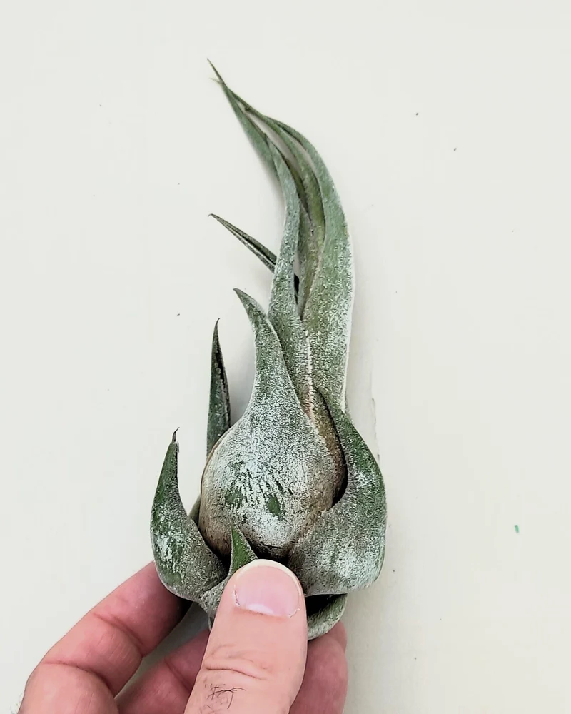 Tillandsia seleriana (S); planta del aire compacta verde plateada; Curiosarium; altura 12 cm, diámetro 5 cm