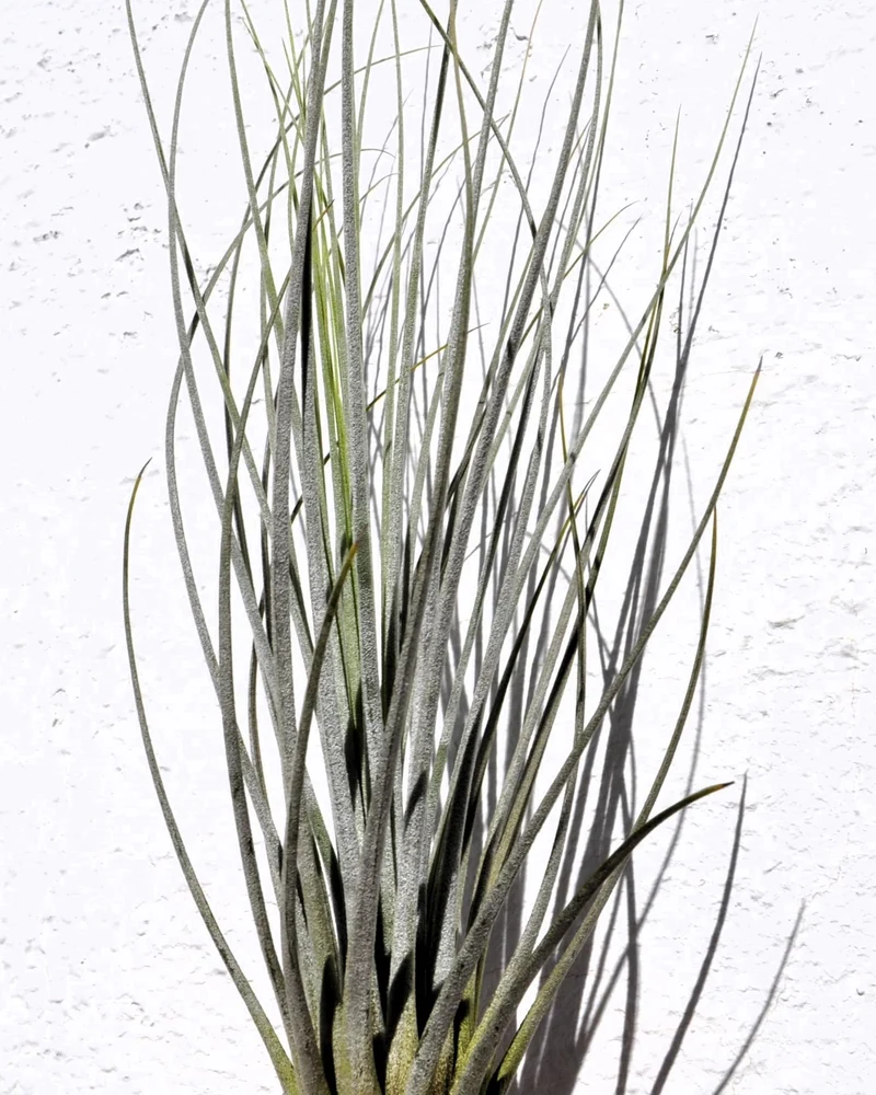 Tillandsia juncea; tilandsia junco, planta del aire plateada; Curiosarium; altura 20-35 cm, diámetro 10-25 cm