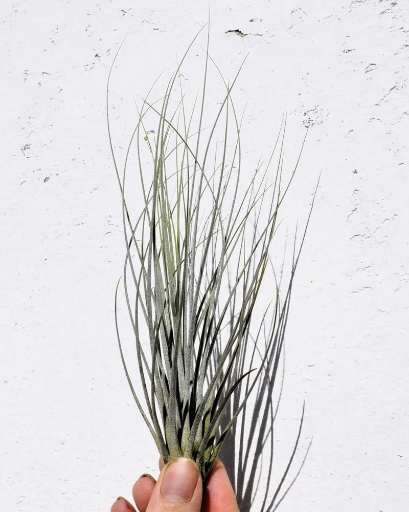 Tillandsia juncea; tilandsia junco, planta del aire plateada; Curiosarium; altura 20-35 cm, diámetro 10-25 cm