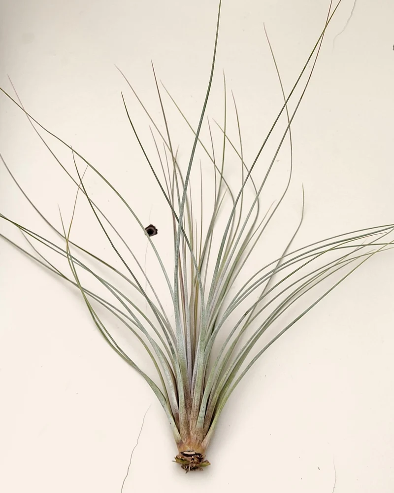 Tillandsia juncea; tilandsia junco, planta del aire plateada; Curiosarium; altura 20-35 cm, diámetro 10-25 cm