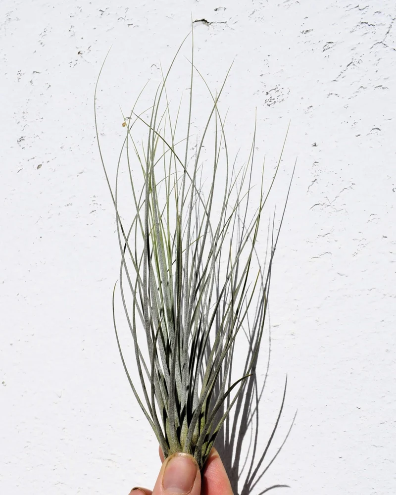 Tillandsia juncea; tilandsia junco, planta del aire plateada; Curiosarium; altura 20-35 cm, diámetro 10-25 cm