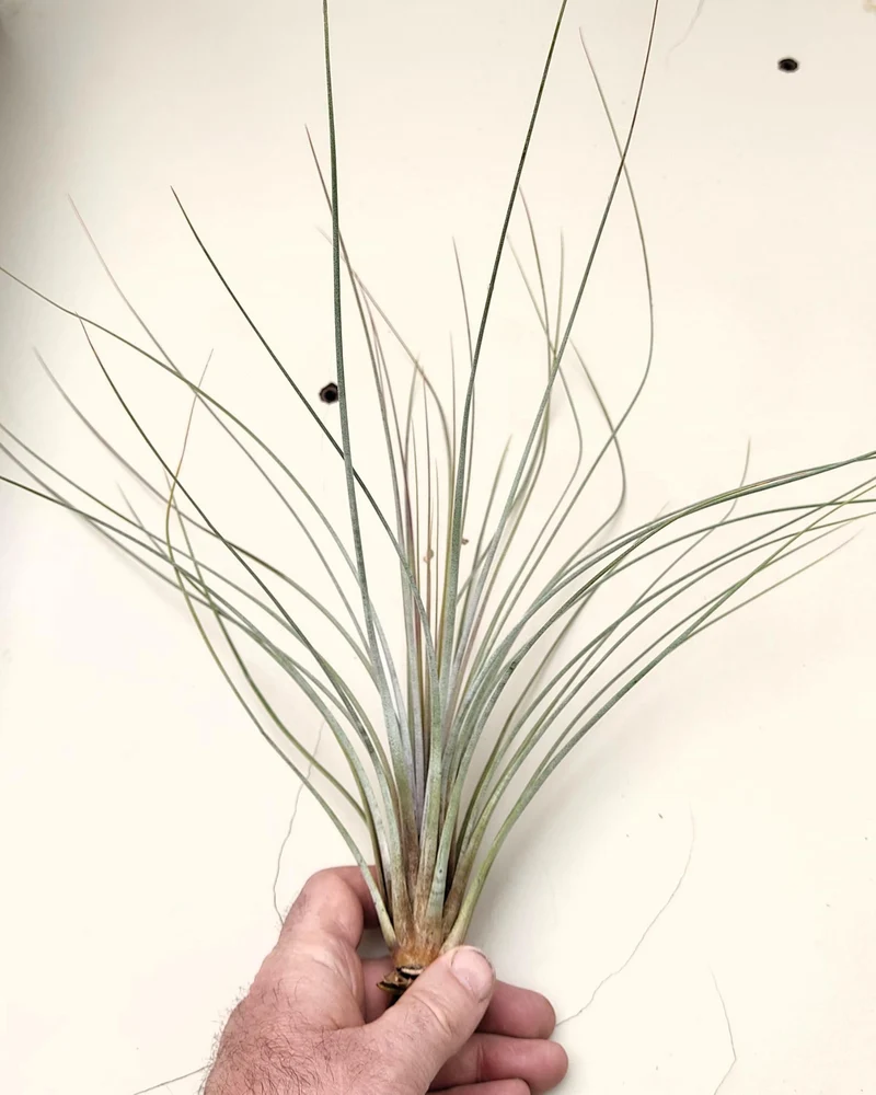 Tillandsia juncea; tilandsia junco, planta del aire plateada; Curiosarium; altura 20-35 cm, diámetro 10-25 cm