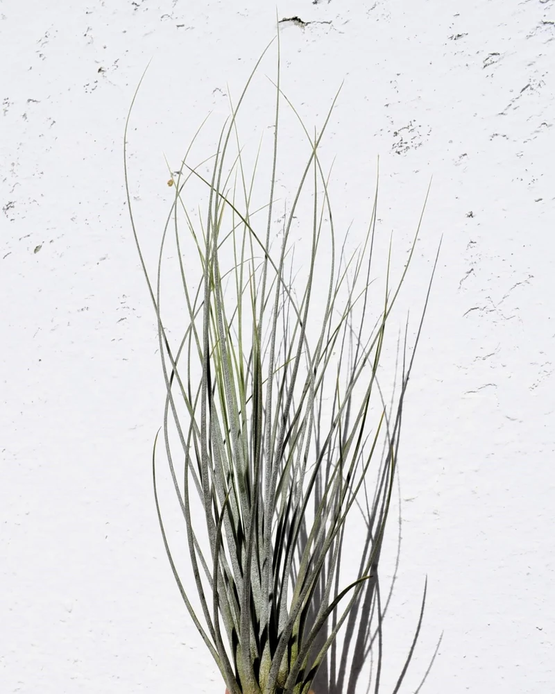 Tillandsia juncea; tilandsia junco, planta del aire plateada; Curiosarium; altura 20-35 cm, diámetro 10-25 cm