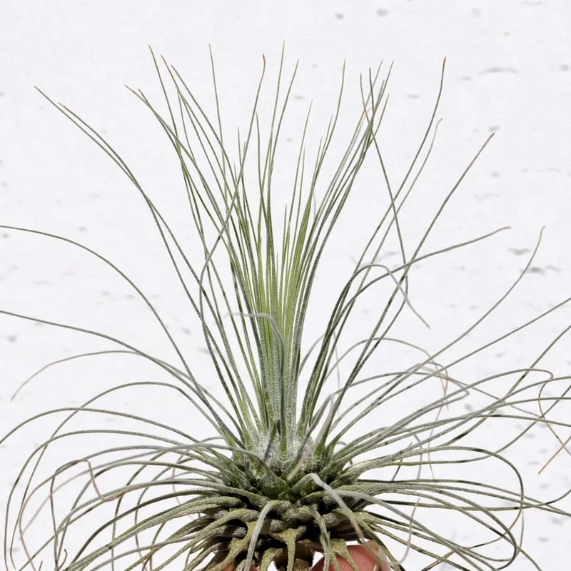 Tillandsia fuchsii gracilis; erizo vegetal, planta del aire; Curiosarium; altura 5-10 cm, diámetro 7-15 cm