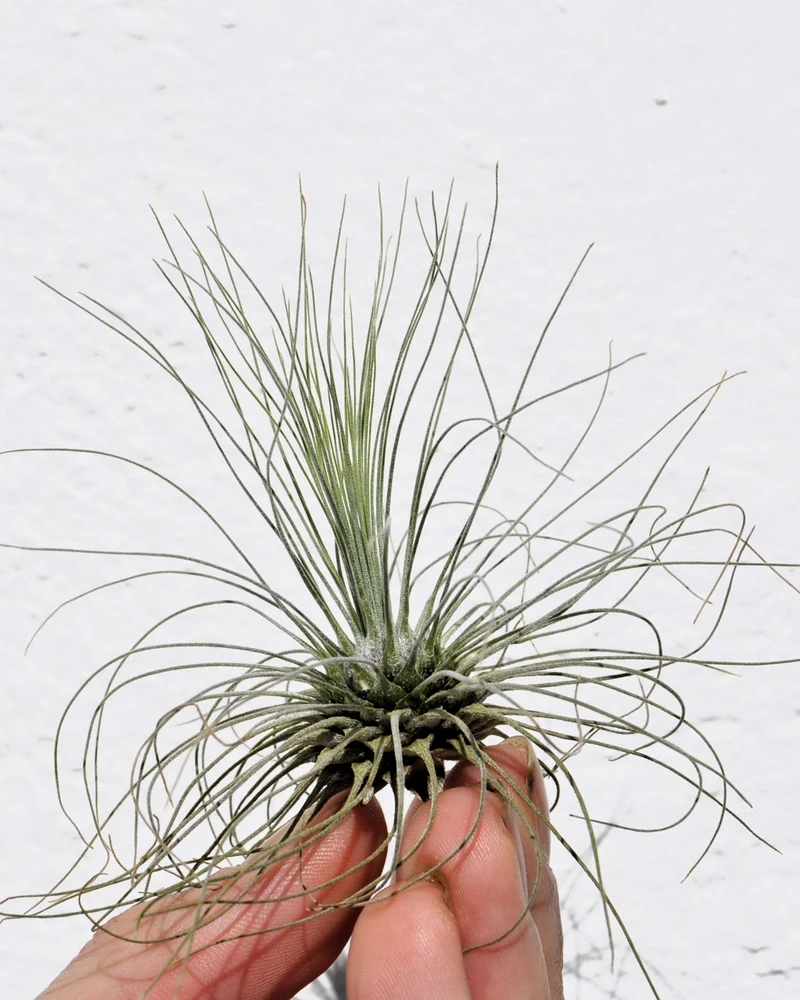 Tillandsia fuchsii gracilis; erizo vegetal, planta del aire; Curiosarium; altura 5-10 cm, diámetro 7-15 cm