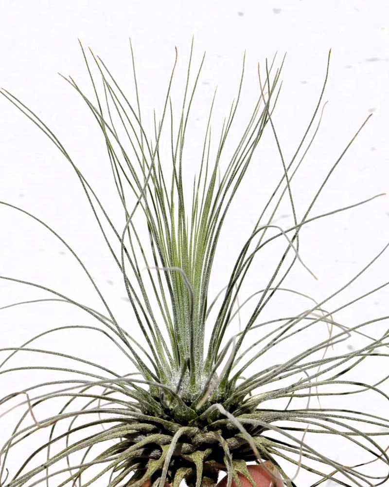 Tillandsia fuchsii gracilis; erizo vegetal, planta del aire; Curiosarium; altura 5-10 cm, diámetro 7-15 cm