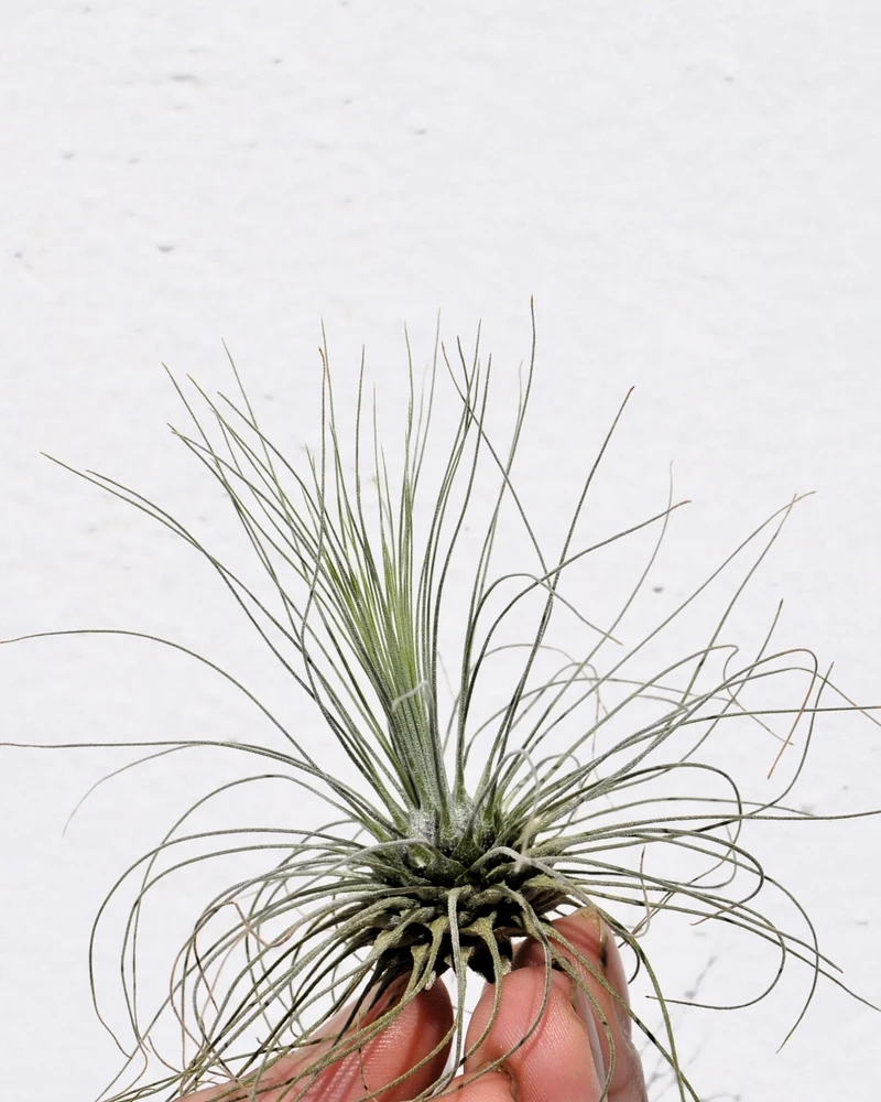 Tillandsia fuchsii gracilis; erizo vegetal, planta del aire; Curiosarium; altura 5-10 cm, diámetro 7-15 cm