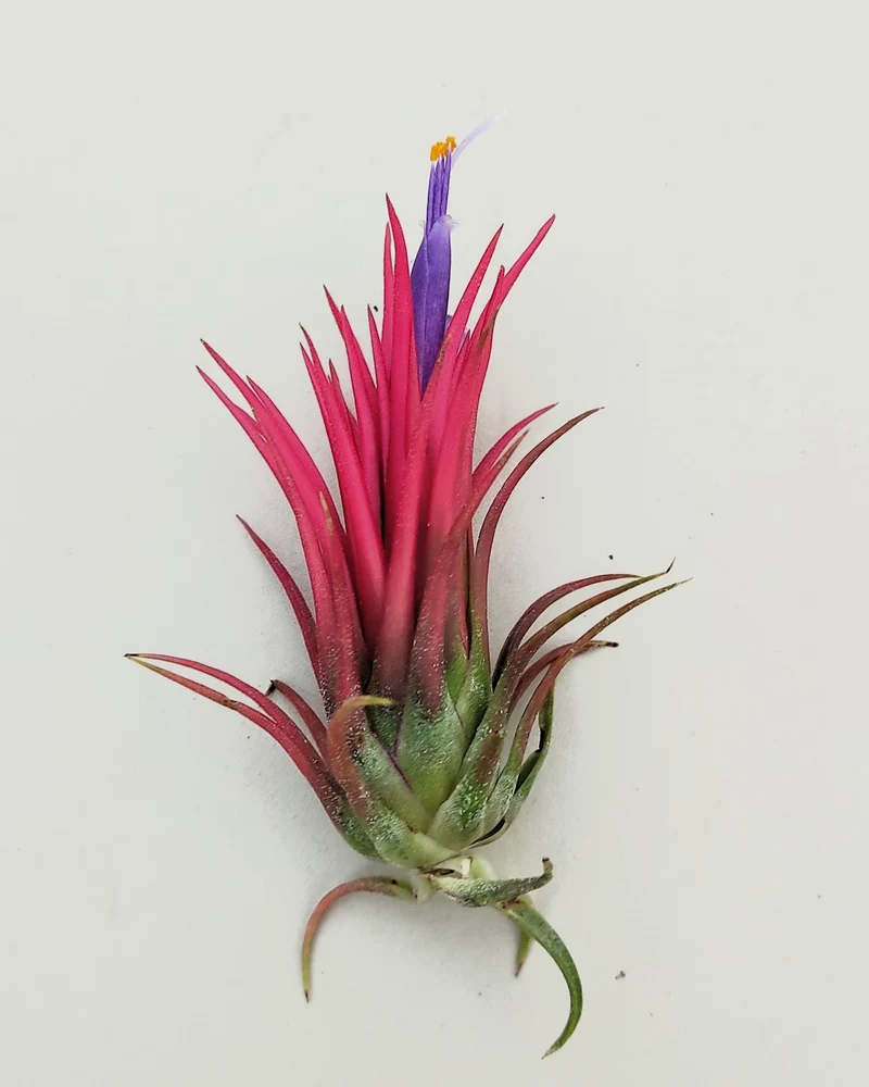 Tillandsia ionantha 'Fuego', tillandsia roja, planta del aire; Curiosarium; altura 6-8 cm, diámetro 4-6 cm