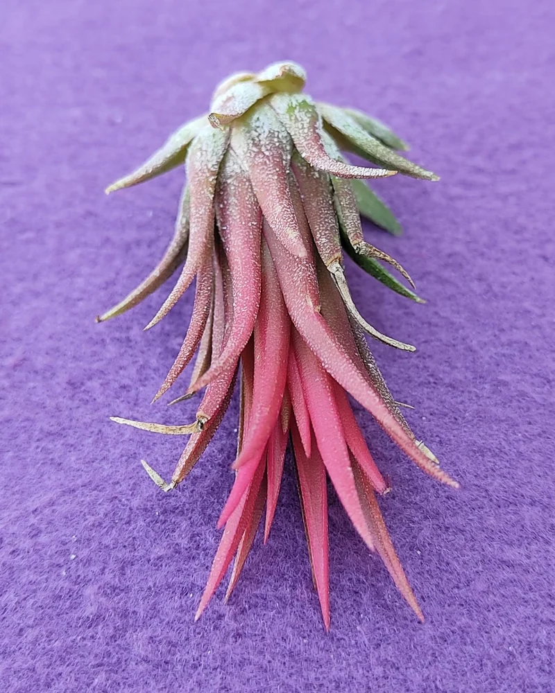 Tillandsia ionantha 'Fuego', tillandsia roja, planta del aire; Curiosarium; altura 6-8 cm, diámetro 4-6 cm