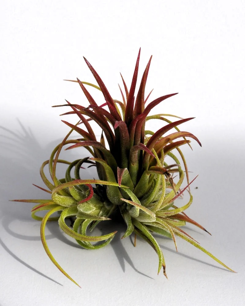 Tillandsia ionantha 'Fuego', tillandsia roja, planta del aire; Curiosarium; altura 6-8 cm, diámetro 4-6 cm