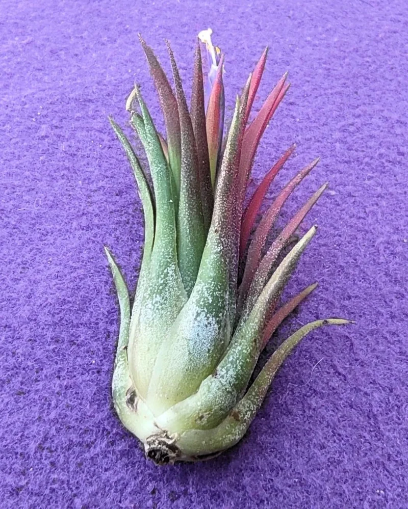 Tillandsia ionantha 'Fuego', tillandsia roja, planta del aire; Curiosarium; altura 6-8 cm, diámetro 4-6 cm