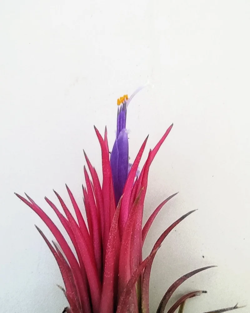 Tillandsia ionantha 'Fuego', tillandsia roja, planta del aire; Curiosarium; altura 6-8 cm, diámetro 4-6 cm