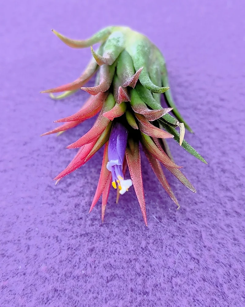 Tillandsia ionantha 'Fuego', tillandsia roja, planta del aire; Curiosarium; altura 6-8 cm, diámetro 4-6 cm