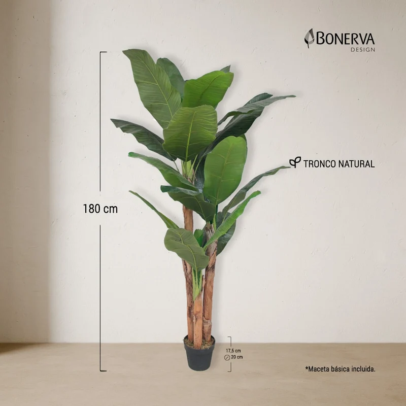 Platanera Nature 180