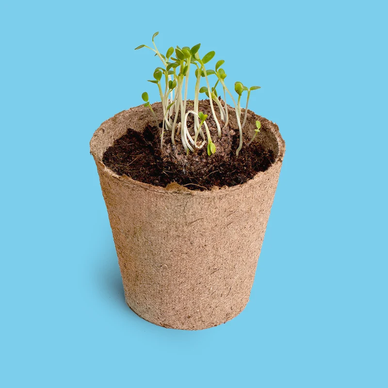 Nomeolvides - Kit de Cultivo con Semillas de Myosotis, Maceta y Sustrato, Regalo Original - Resetea