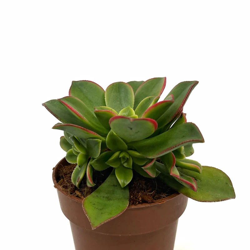 Aeonium haworthii "kiwi" Cactus Y Suculentas M8,5 cm Ø