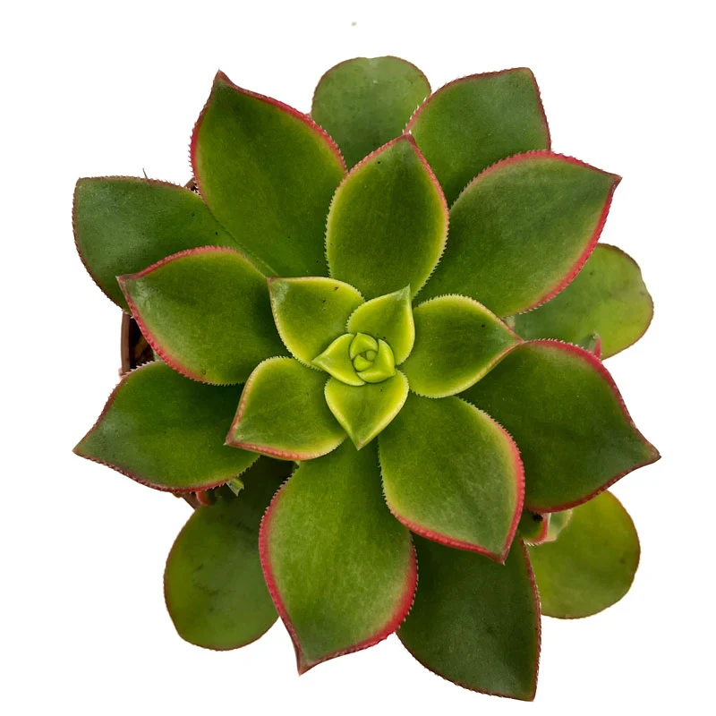 Aeonium haworthii "kiwi" Cactus Y Suculentas M8,5 cm Ø