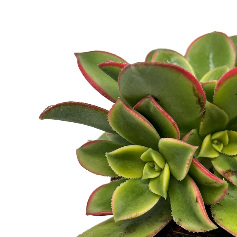 Aeonium haworthii "kiwi" Cactus Y Suculentas M8,5 cm Ø