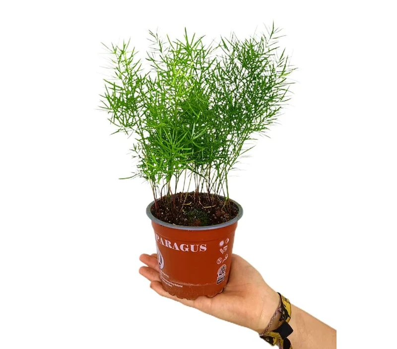 Asparagus Densiflorus Sprengeri M12 20cm