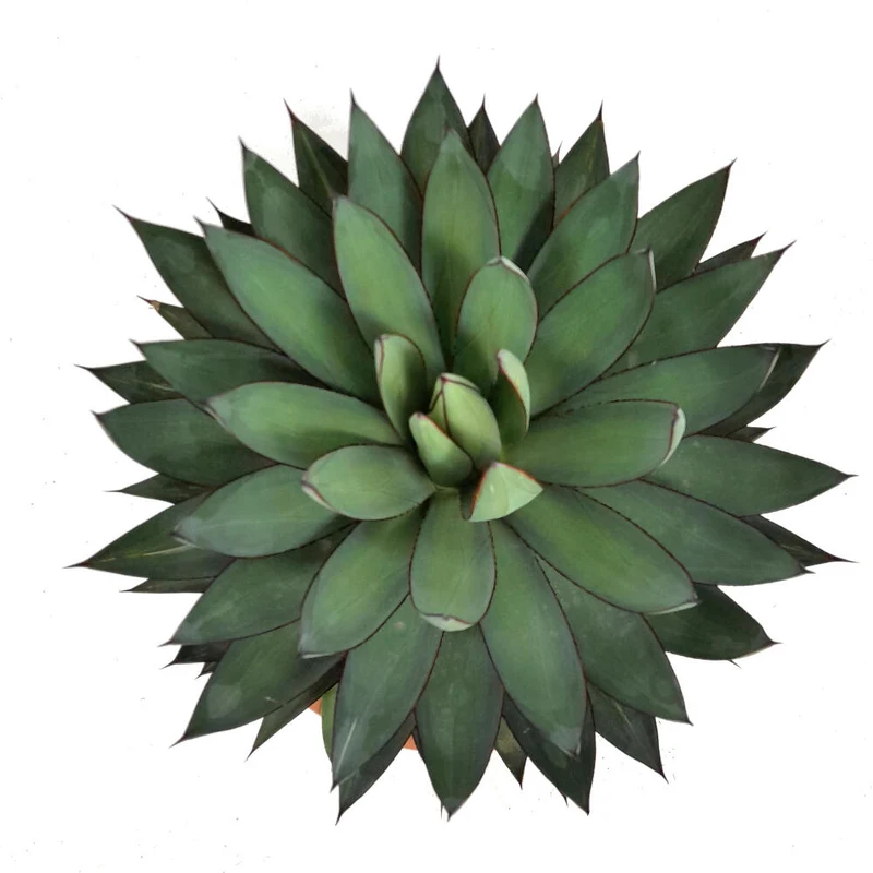 Agave Romanii T20 35cm