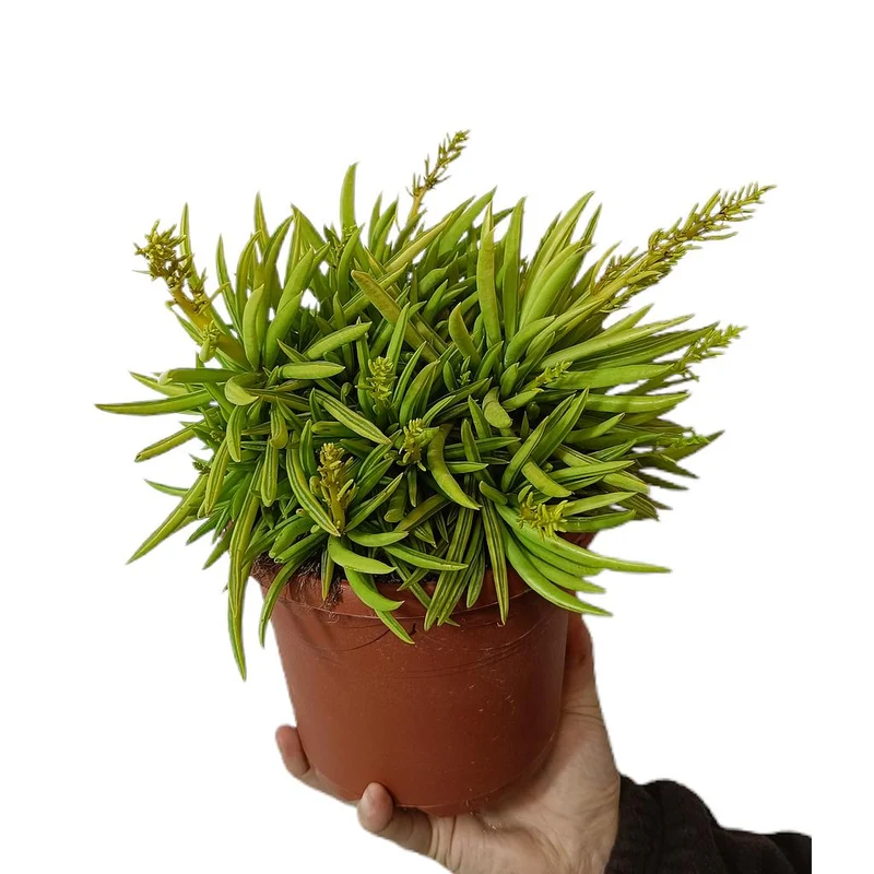 Peperomia Ferreyrae M17