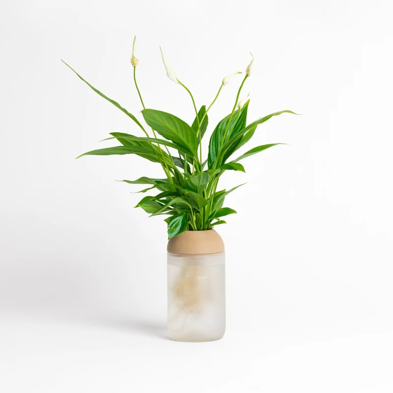 Macetero Transparente Citysens Con Soporte De Pino – Blanco Matizado, Vidrio Reutilizado Y Biofilamento De Madera 3d