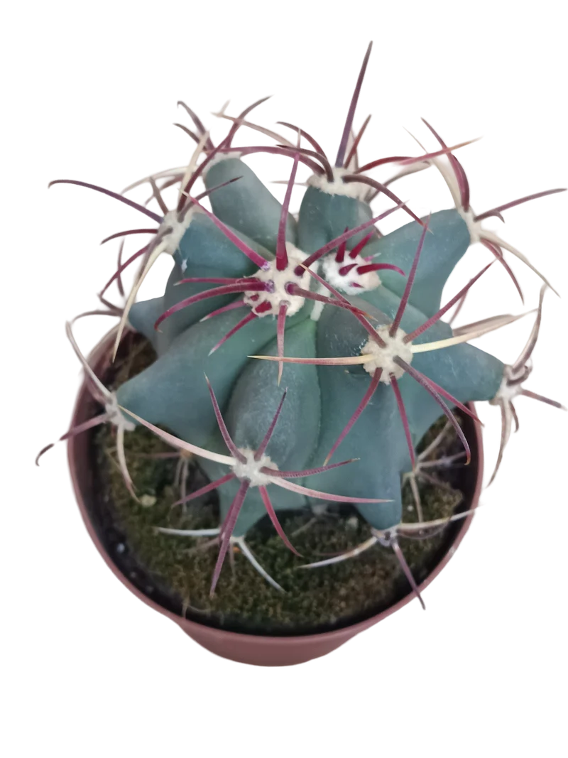 Ferocactus Emory Cactus Ø13 Planta Para Sol