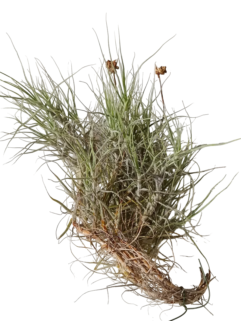 Tillandsia Fragant Clavel Del Aire Planta Natural